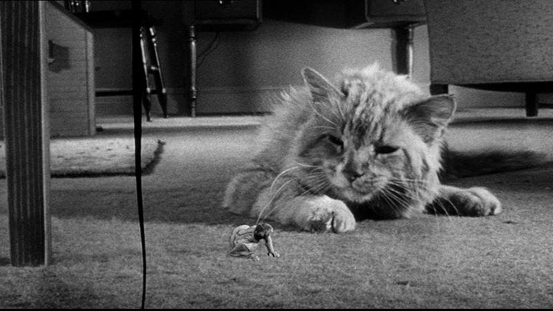 Image result for shrinking man